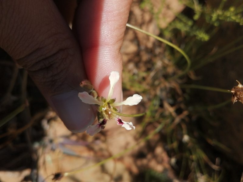 Pelargonium trifoliolatum, photographed by sharndreheuvel