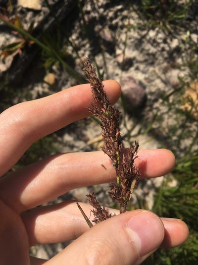 Lepidosperma viscidum, photographed by Thomas Mesaglio