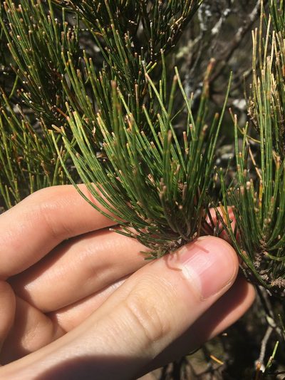 Allocasuarina nana, photographed by Thomas Mesaglio