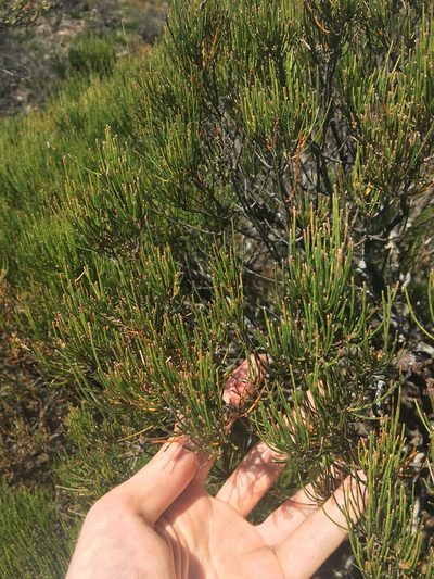 Allocasuarina nana, photographed by Thomas Mesaglio