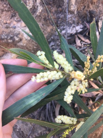 Acacia obtusifolia, photographed by Thomas Mesaglio