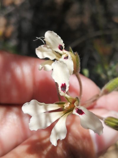 Pelargonium trifoliolatum, photographed by sharndreheuvel