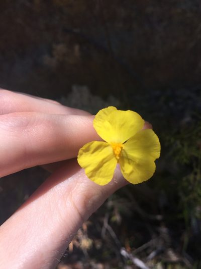 Xyris gracilis, photographed by Thomas Mesaglio