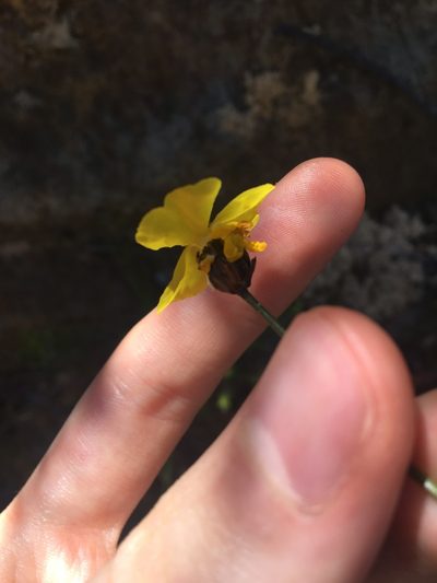 Xyris gracilis, photographed by Thomas Mesaglio