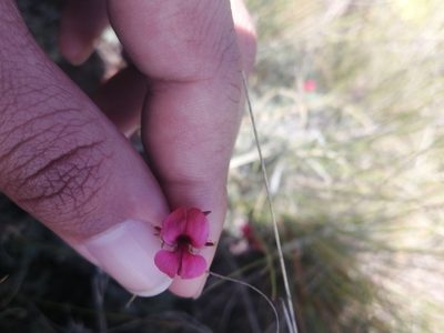 Indigofera digitata, photographed by sharndreheuvel