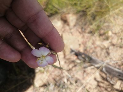 Heliophila carnosa, photographed by sharndreheuvel