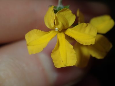 Goodenia bellidifolia, photographed by Thomas Mesaglio
