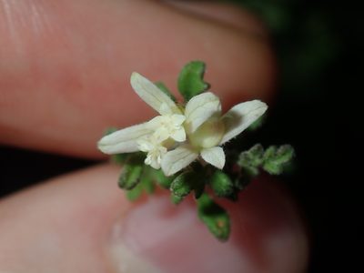 Xanthosia stellata, photographed by Thomas Mesaglio
