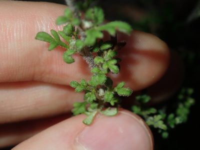 Xanthosia stellata, photographed by Thomas Mesaglio