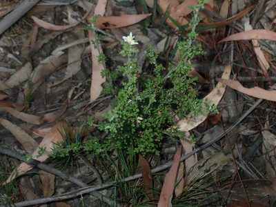Xanthosia stellata, photographed by Thomas Mesaglio