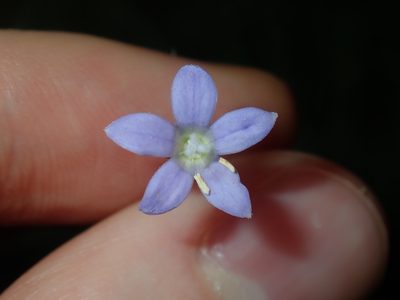 Wahlenbergia stricta, photographed by Thomas Mesaglio