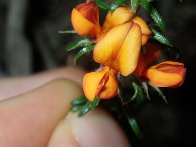 Phyllota squarrosa, photographed by Thomas Mesaglio