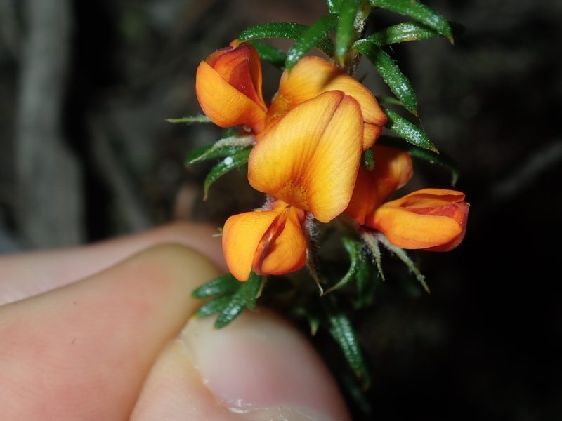 Phyllota squarrosa, photographed by Thomas Mesaglio
