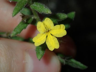 Goodenia heterophylla, photographed by Thomas Mesaglio
