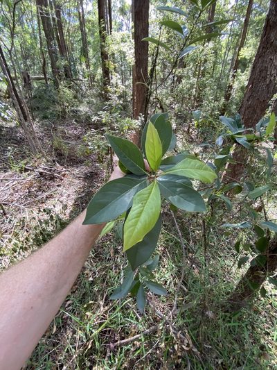 Pittosporum tinifolium, photographed by Greg Tasney