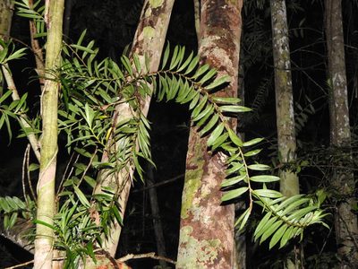 Freycinetia scandens, photographed by Greg Tasney