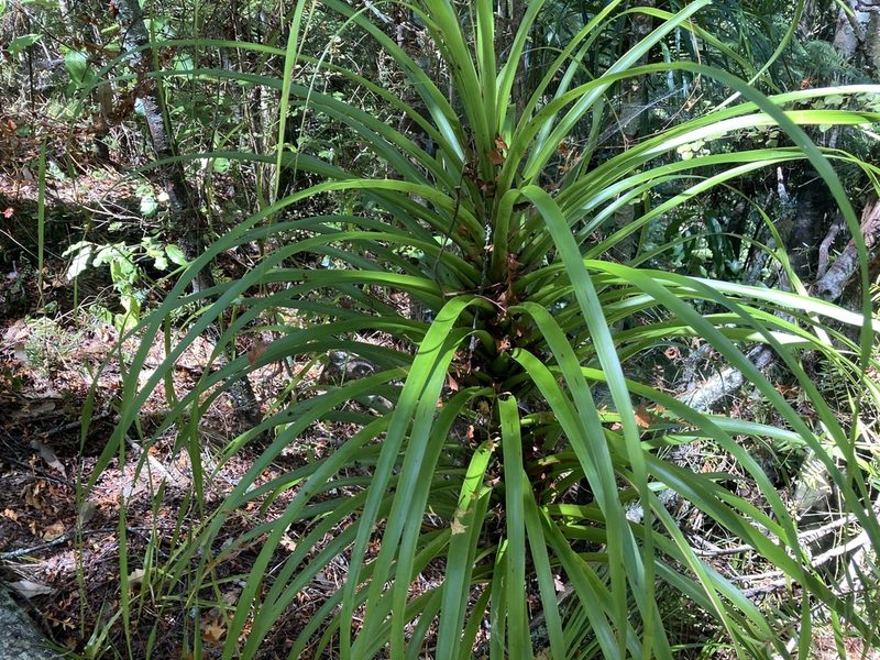 Dracophyllum latifolium, photographed by nick_goldwater