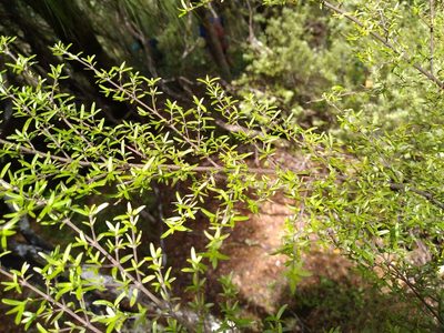 Coprosma microcarpa, photographed by Leon Perrie