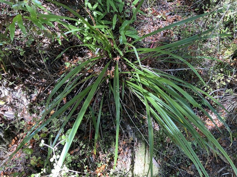 Cordyline pumilio, photographed by nick_goldwater