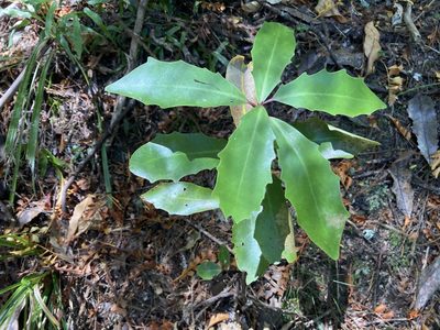Alseuosmia quercifolia, photographed by nick_goldwater