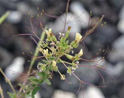 Cleome gynandra, photographed by kbkash
