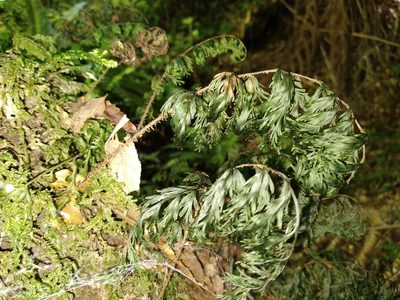Hymenophyllum scabrum, photographed by Leon Perrie