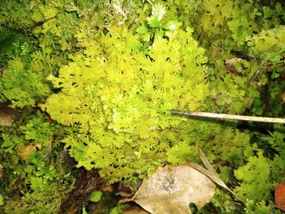 Trichocolea mollissima, photographed by Leon Perrie