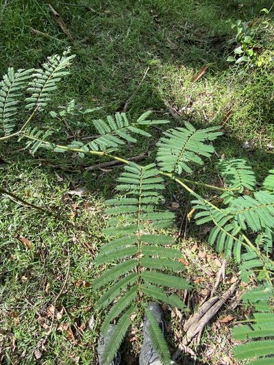 Acacia oshanesii, photographed by Greg Tasney