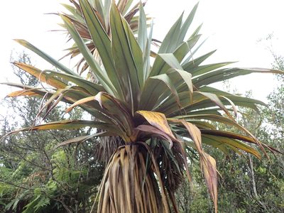 Cordyline indivisa, photographed by Shaun