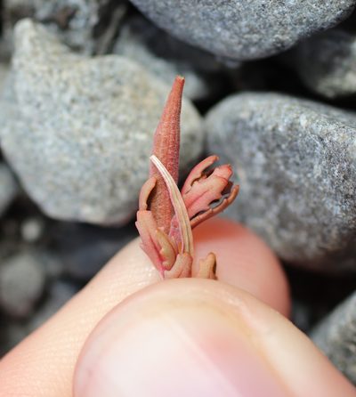 Epilobium rostratum, photographed by Genevieve Early