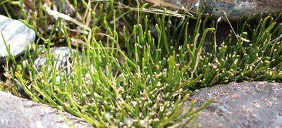 Carmichaelia uniflora, photographed by Genevieve Early