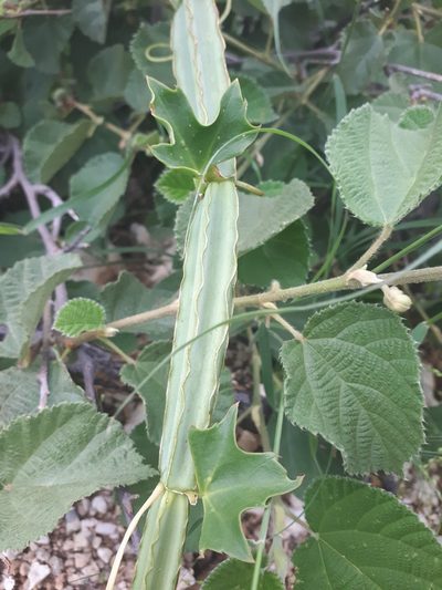 Cissus cactiformis, photographed by Nic Knott-Craig