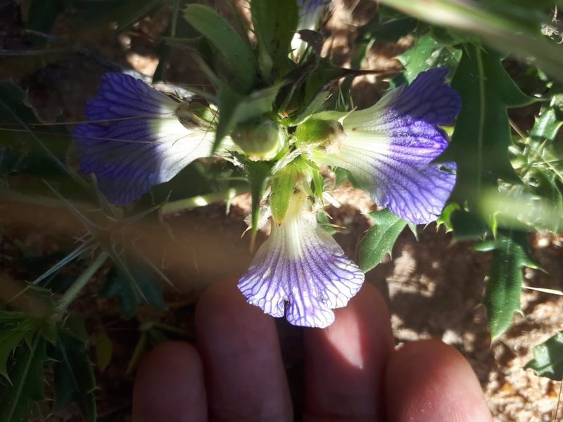 Blepharis subvolubilis, photographed by Nic Knott-Craig