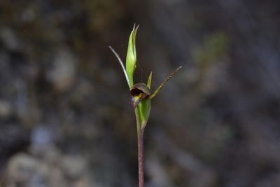 Orthoceras novae-zeelandiae, photographed by Christopher Stephens