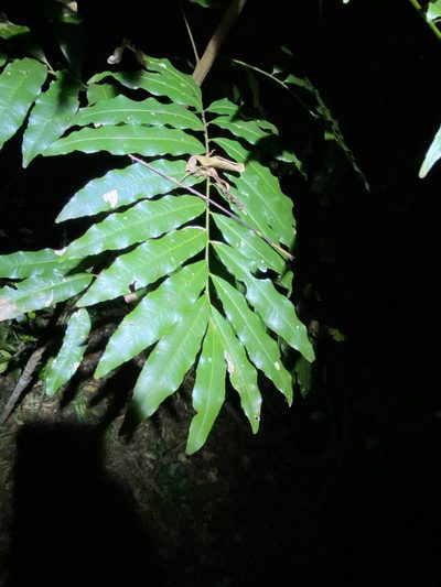Mischarytera lautereriana, photographed by Greg Tasney