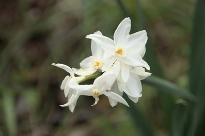 Narcissus papyraceus, photographed by Ben Costamagna