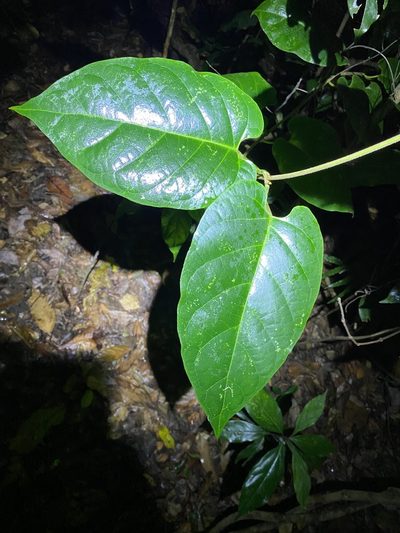 Parsonsia largiflorens, photographed by Greg Tasney