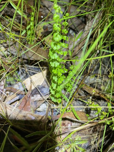 Lindsaea incisa, photographed by Greg Tasney