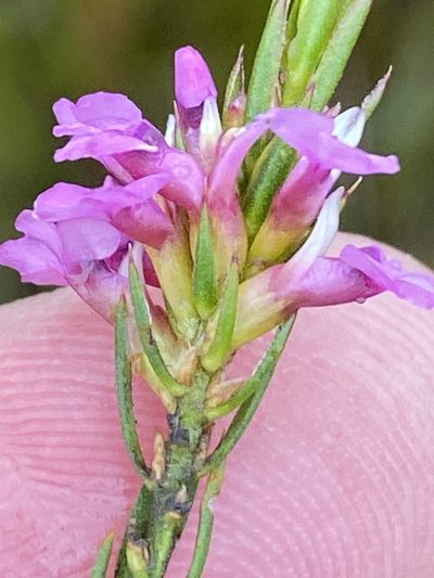 Muraltia hyssopifolia, photographed by Dave U