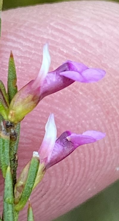 Muraltia hyssopifolia, photographed by Dave U