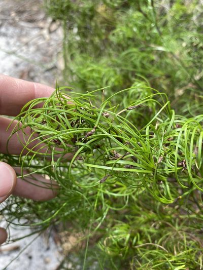Caustis recurvata, photographed by Greg Tasney