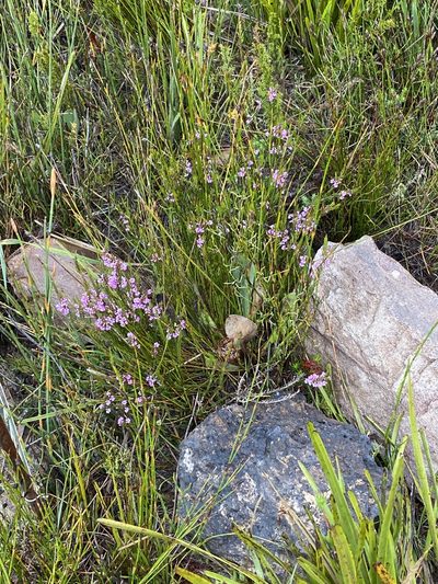 Muraltia hyssopifolia, photographed by Dave U