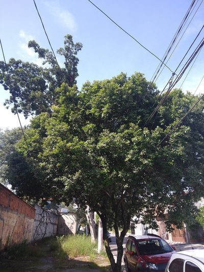 Moquilea tomentosa, photographed by Bruno Henrique Aranda