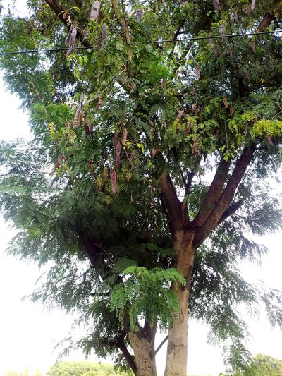 Albizia odoratissima, photographed by Suhel Quader