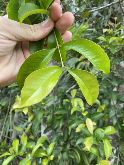 Syzygium hemilamprum, photographed by Greg Tasney