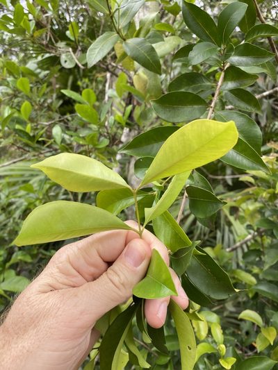 Syzygium hemilamprum, photographed by Greg Tasney