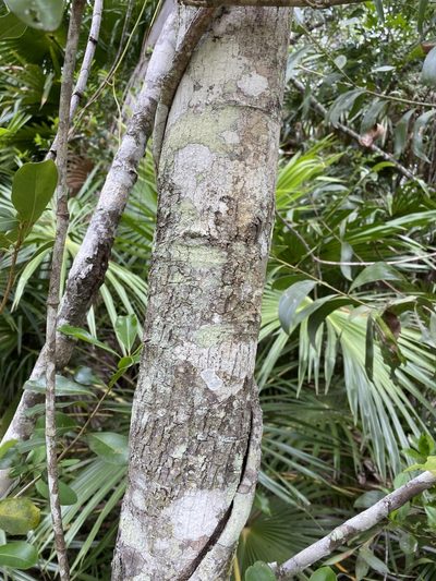 Syzygium hemilamprum, photographed by Greg Tasney