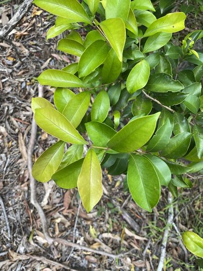 Syzygium hemilamprum, photographed by Greg Tasney
