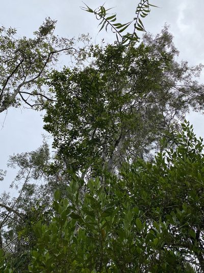 Syzygium hemilamprum, photographed by Greg Tasney
