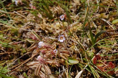 Pinguicula lusitanica, photographed by Jonathan Hughes